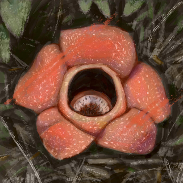 Rafflesia